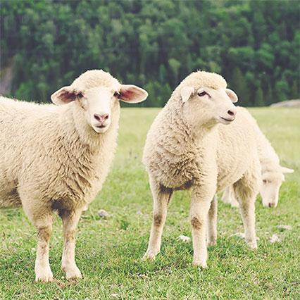Matière première: lainage avec la laine suisse