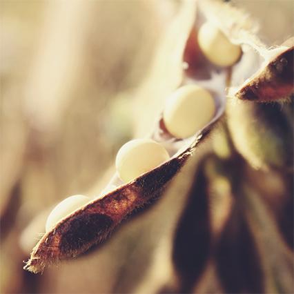 Raw materials: vegetable fibres with Soy fibre